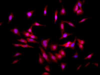Immunocytochemistry/ Immunofluorescence: HSF1 Antibody (4B4) [NBP2-42206]