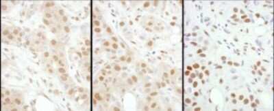 Immunohistochemistry: HSF1 Antibody [NBP1-71931]