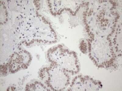 Immunohistochemistry: HSF2 Antibody (OTI3E1) [NBP2-46007]