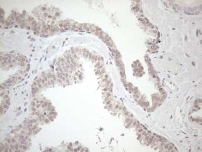 Immunohistochemistry: HSF2 Antibody (OTI3E1) [NBP2-46007]