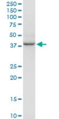 Western Blot: HSF2BP Antibody (1C4) [H00011077-M01]