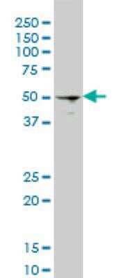 Western Blot: HSF4 Antibody (1A4) [H00003299-M01]