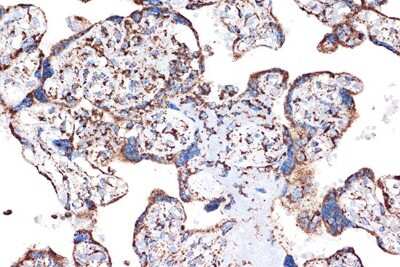 Immunohistochemistry-Paraffin: HSP10/EPF Antibody (0H0X6) [NBP3-16604]
