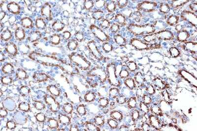 Immunohistochemistry-Paraffin: HSP10/EPF Antibody (0H0X6) [NBP3-16604]