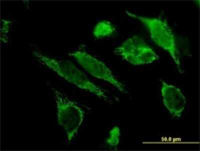 Immunocytochemistry/ Immunofluorescence: HSP10/EPF Antibody (4C11-B11) [H00003336-M01]