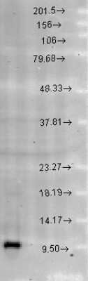 Western Blot: HSP10/EPF Antibody [NB110-11473]
