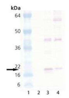 Western Blot: HSP20/HSPB6 Antibody [NB120-13491]