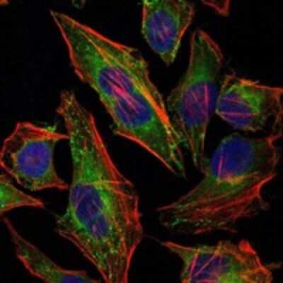 Immunocytochemistry/ Immunofluorescence: HSP27 Antibody (5D7) - BSA Free [NBP2-37599]