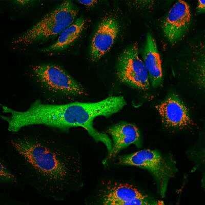 Immunocytochemistry/ Immunofluorescence: HSP27 Antibody (6H11) [NBP2-25149]