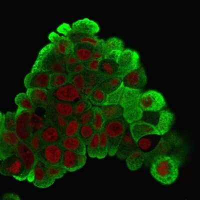 Immunocytochemistry/ Immunofluorescence: HSP27 Antibody (G3.1) [NBP2-32972]
