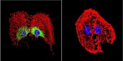 Immunocytochemistry/ Immunofluorescence: HSP27 Antibody [NB120-5579]