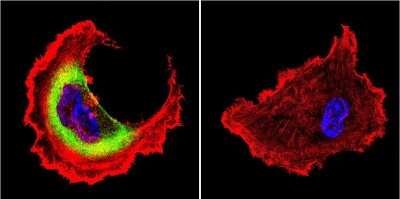Immunocytochemistry/ Immunofluorescence: HSP27 Antibody [NB120-5579]