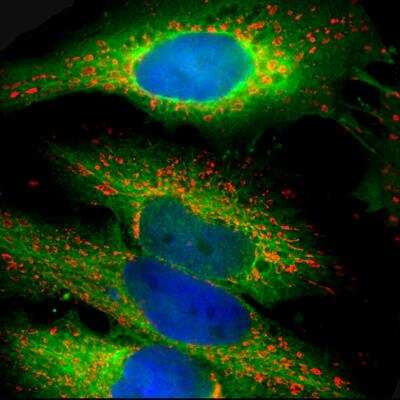 Immunocytochemistry/ Immunofluorescence: HSP27 Antibody [NBP2-25150]