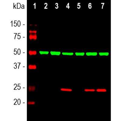 Western Blot: HSP27 Antibody [NBP2-25150]