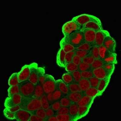 Immunocytochemistry/ Immunofluorescence: HSP27 Antibody (SPM252) - Azide and BSA Free [NBP2-34751]