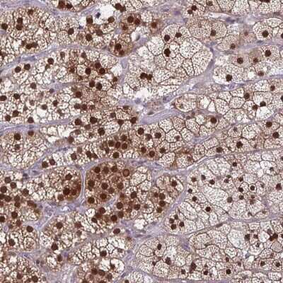 Immunohistochemistry-Paraffin: HSP40/DNAJB1 Antibody [NBP2-38988]