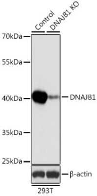 Knockout Validated: HSP40/DNAJB1 Antibody - BSA Free [NBP3-03458]