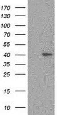 Western Blot: HSP40/DNAJB1 Antibody (OTI1F9)Azide and BSA Free [NBP2-70969]