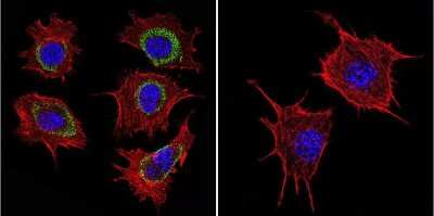 Immunocytochemistry/ Immunofluorescence: HSP60 Antibody (2E1/53) [NB120-5479]