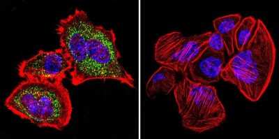 Immunocytochemistry/ Immunofluorescence: HSP60 Antibody (2E1/53) [NB120-5479]