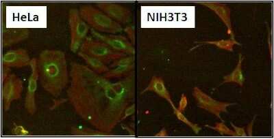 Immunocytochemistry/ Immunofluorescence: HSP60 Antibody (2E1/53) [NB120-5479]