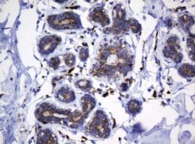 Immunohistochemistry: HSP60 Antibody (OTI3A2) [NBP2-46008]