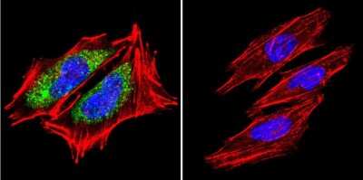 Immunocytochemistry/ Immunofluorescence: HSP60 Antibody (4B9/89) - Azide and BSA Free [NBP2-22440]