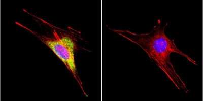 Immunocytochemistry/ Immunofluorescence: HSP60 Antibody (4B9/89) - Azide and BSA Free [NBP2-22440]