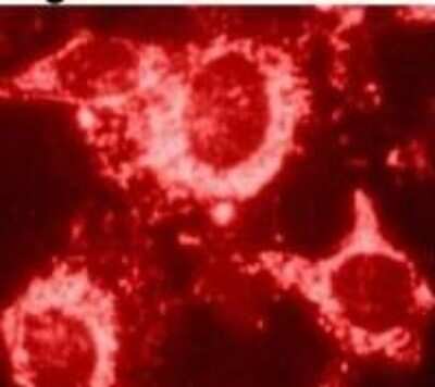 Immunocytochemistry/ Immunofluorescence: HSP60 Antibody (4B9/89) - Azide and BSA Free [NBP2-22440]