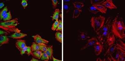 Immunocytochemistry/ Immunofluorescence: HSP60 Antibody (4B9/89) - Azide and BSA Free [NBP2-22440]