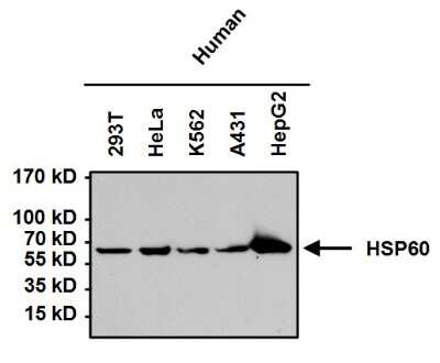Western Blot: HSP60 Antibody (4B9/89)Azide and BSA Free [NBP2-22440]