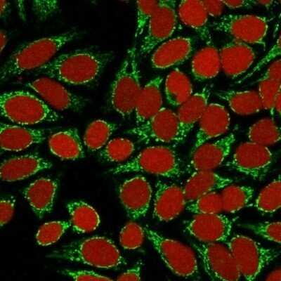 Immunocytochemistry/ Immunofluorescence: HSP60 Antibody (GROEL/730) - Azide and BSA Free [NBP2-34625]