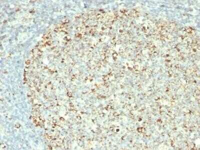 Immunohistochemistry-Paraffin: HSP60 Antibody (GROEL/730) - Azide and BSA Free [NBP2-34625]