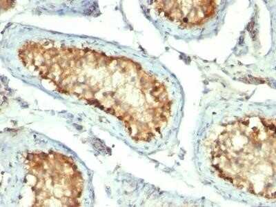 Immunohistochemistry-Paraffin: HSP60 Antibody (GROEL/730) - Azide and BSA Free [NBP2-34625]