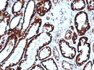 Immunohistochemistry-Paraffin: HSP60 Antibody (HSPD1/6496R) - Azide and BSA Free [NBP3-08938]