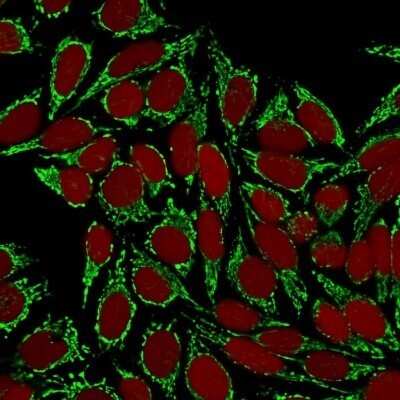 Immunocytochemistry/ Immunofluorescence: HSP60 Antibody (HSPD1/780) - Azide and BSA Free [NBP2-47843]