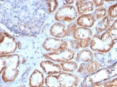 Immunohistochemistry-Paraffin: HSP60 Antibody (HSPD1/780) - Azide and BSA Free [NBP2-47843]