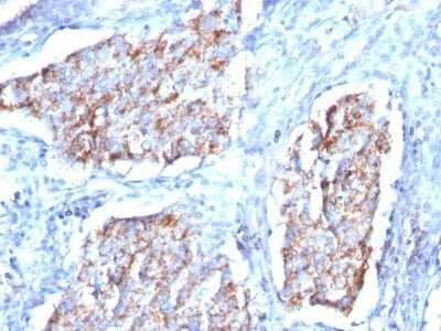 Immunohistochemistry-Paraffin: HSP60 Antibody (HSPD1/780) - Azide and BSA Free [NBP2-47843]
