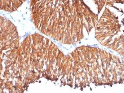 Immunohistochemistry-Paraffin: HSP60 Antibody (HSPD1/780) [NBP2-44758]