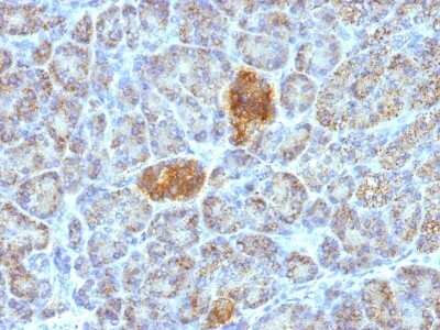 Immunohistochemistry-Paraffin: HSP60 Antibody (HSPD1/780) [NBP2-44758]