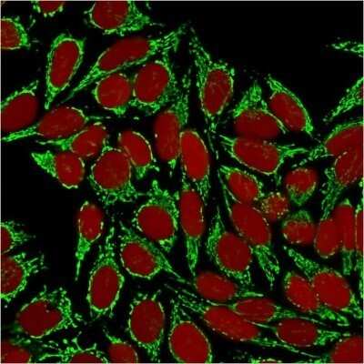 Immunocytochemistry/ Immunofluorescence: HSP60 Antibody (HSPD1/875) - Azide and BSA Free [NBP2-47844]