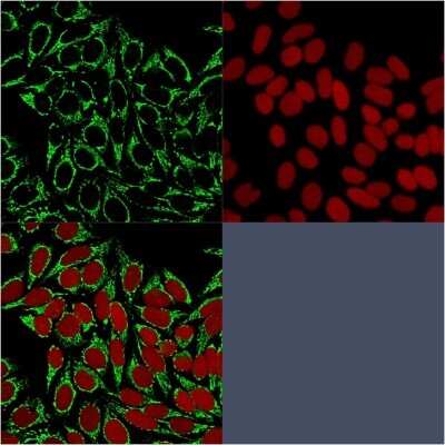Immunocytochemistry/ Immunofluorescence: HSP60 Antibody (HSPD1/875) - Azide and BSA Free [NBP2-47844]