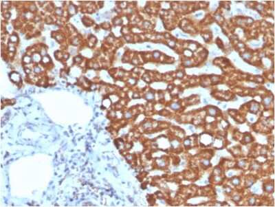 Immunohistochemistry-Paraffin: HSP60 Antibody (HSPD1/875) - Azide and BSA Free [NBP2-47844]