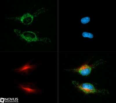 Immunocytochemistry/ Immunofluorescence: HSP60 Antibody - BSA Free [NBP1-77396]