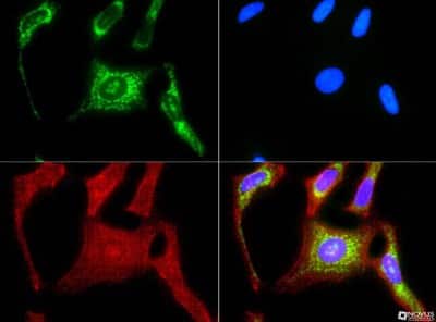 Immunocytochemistry/ Immunofluorescence: HSP60 Antibody - BSA Free [NBP1-77397]