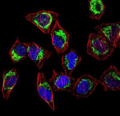 Immunocytochemistry/ Immunofluorescence: HSP60 Antibody - BSA Free [NBP1-77397]