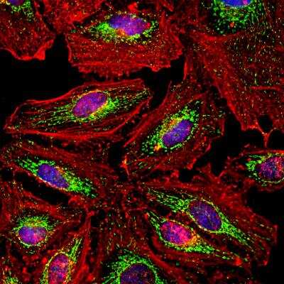 Immunocytochemistry/ Immunofluorescence: HSP60 Antibody [NBP3-05536]