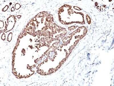 Immunohistochemistry-Paraffin: HSP60 Antibody (LK1) - Azide and BSA Free [NBP2-34670]