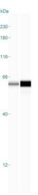 Simple Western: HSP60 Antibody (LK1)Azide and BSA Free [NBP2-34670]