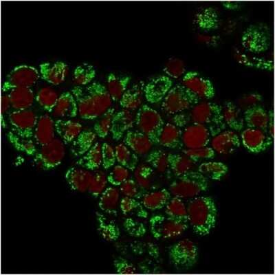 Immunocytochemistry/ Immunofluorescence: HSP60 Antibody (LK1) [NBP2-32973]